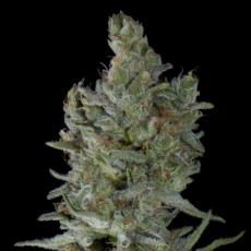 Critical Plus Auto (x5)+1